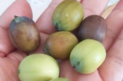 湖南尚品莲皇湘莲食品有限公司