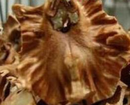 平山县西柏坡鑫缘食品有限公司